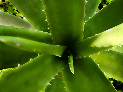 aloe vera plant thumbnail