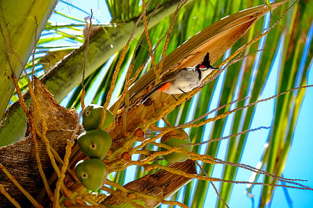 nature, bird, animal, leaves thumbnail