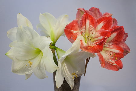 white and red amaryllis flowers in bloom thumbnail