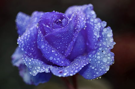 closeup photography of purple rose with water dew thumbnail