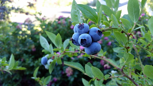 green leafed plant with fruits thumbnail