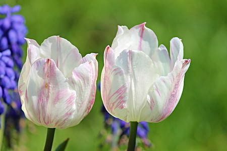 white-and-pink tulip flowers in bloom at daytime thumbnail