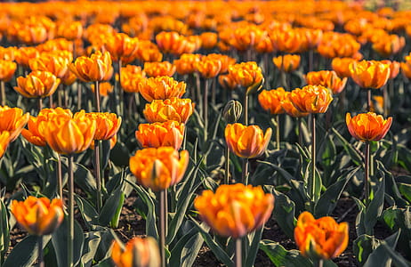 Field Of Orange Flowers Photo thumbnail