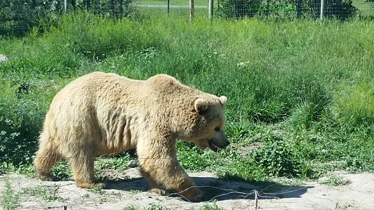 brown bear walking on sand during daytime thumbnail