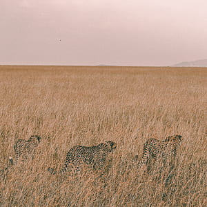 three cheetah on brown wheat field during daytime thumbnail