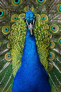 close up photo of blue and green peacock thumbnail