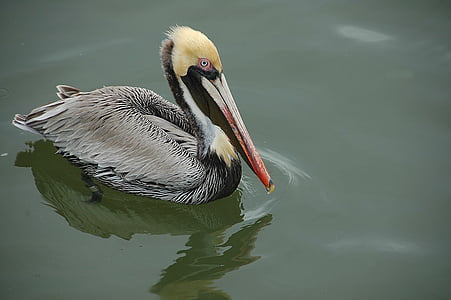 duck at body of water thumbnail
