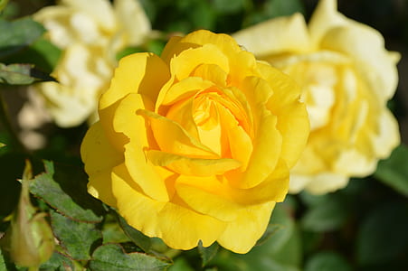 yellow rose thumbnail