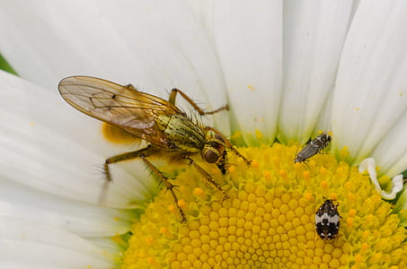 animal, flower, pollen, insect thumbnail