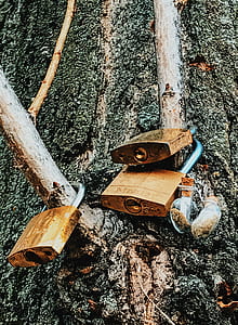 Three Brass Padlocks on Tree Branch thumbnail