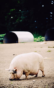 pink pig on brown ground thumbnail