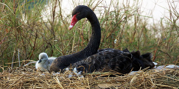 black swan and white chick thumbnail