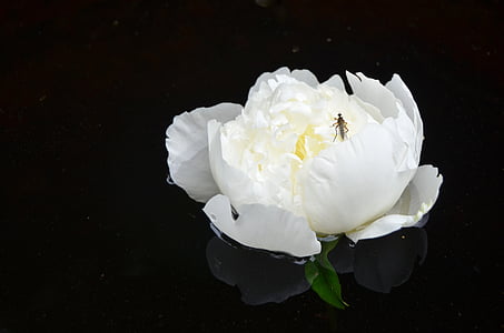 white flower thumbnail