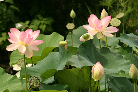pink and yellow flowers during daytime thumbnail