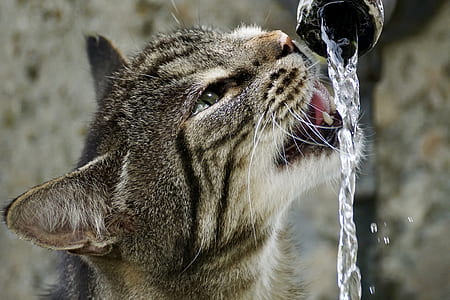 close up photograph of silver cat drinking water on faucet thumbnail