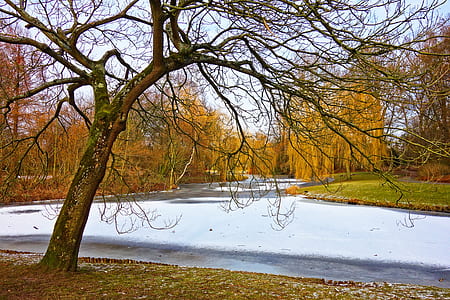 tree near body of water thumbnail