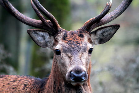 selective focus photography of brown deer thumbnail