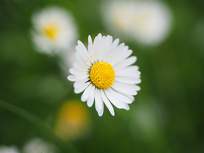 selective focus photography of chamomile flower thumbnail