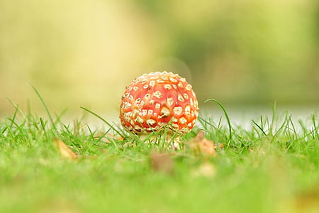 red wild mushroom on grass field thumbnail