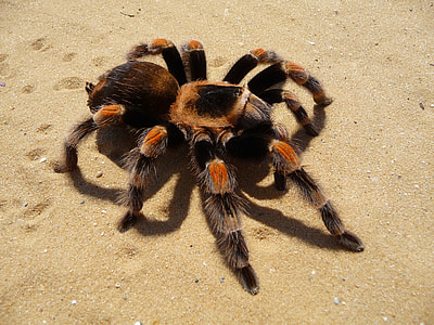 brown tarantula spider on sand thumbnail