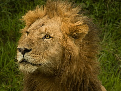 close-up photo of lion thumbnail