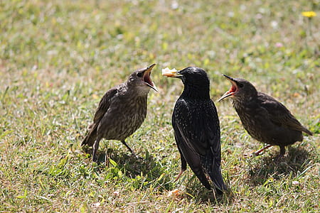selective focus photograph three birds on grass thumbnail
