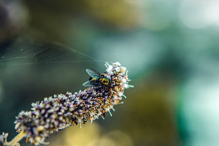 Focus Photography of Fly on Flower thumbnail