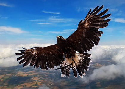 low angle photo of golden eagle thumbnail