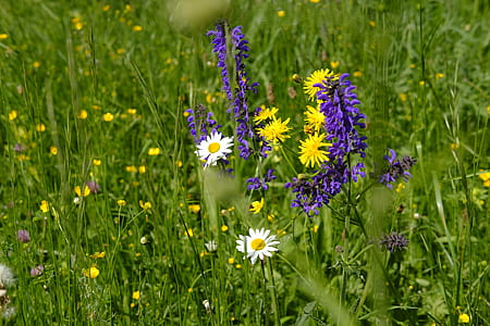 white daisy flowers thumbnail