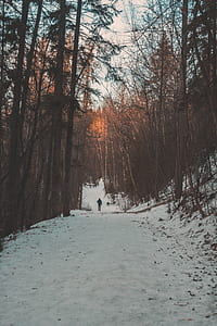 person walking on dirt road covered by snow between trees during daytime thumbnail