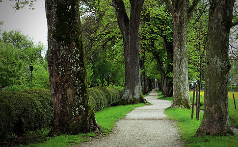 gray pathway between trees thumbnail