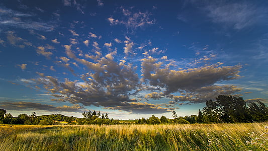 rice field surrounded by trees under blue sky thumbnail