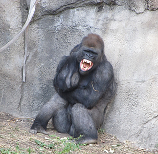 black chimpanzee thumbnail