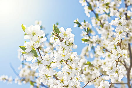 white and yellow petaled flowers thumbnail