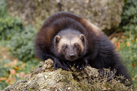 black and gray animal on ground at daytime thumbnail