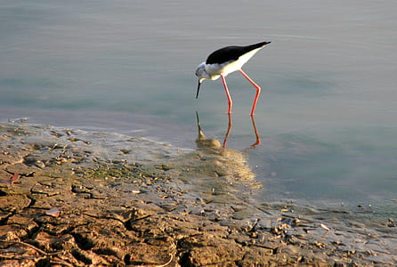 White and Black Long-beaked and Long Legged Bird on Body of Water Photography thumbnail