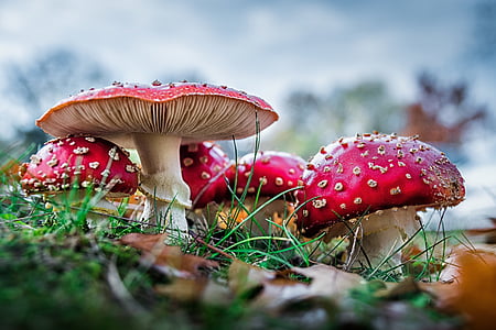 selective focus photography of red mushroom on grass field thumbnail