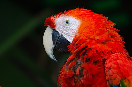 close-up photo of scarlet macaw thumbnail