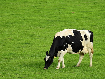 black and white cow eating grasses thumbnail