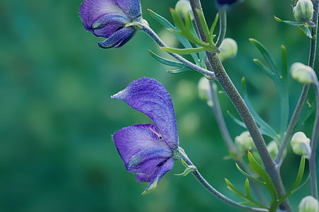 selective focus photography of purple petaled flowers thumbnail
