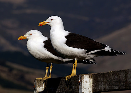two ring-billed gulls perched on gray wooden railings thumbnail