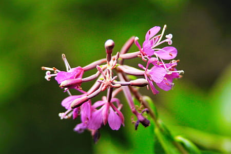 Selective Focus Photography of Purple Petal Flowers thumbnail