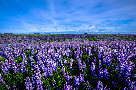 Purple Flower Field landscape thumbnail