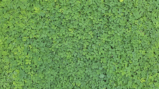 green leaf plants thumbnail