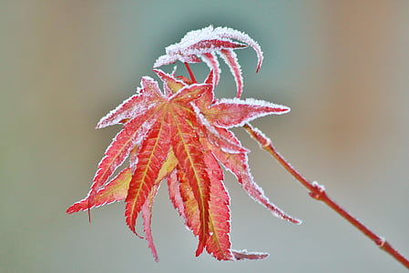 focus photography of red leaf plant thumbnail
