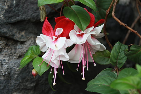 white and red petaled flowers near rock thumbnail