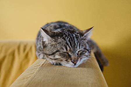 gray tabby cat sleeping on sofa armrest thumbnail