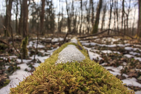 green plants in forest during day time thumbnail