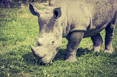 grey rhinosaurus eating grass thumbnail