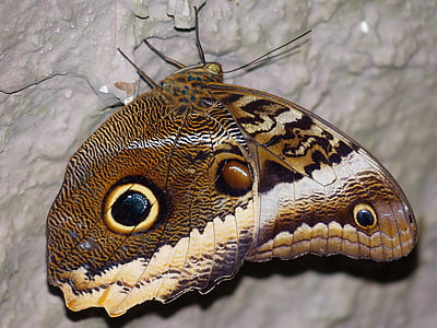 owl butterfly on white surface thumbnail